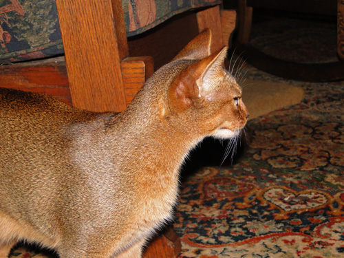Detrevande's Chit Chat of Highgaitpaws